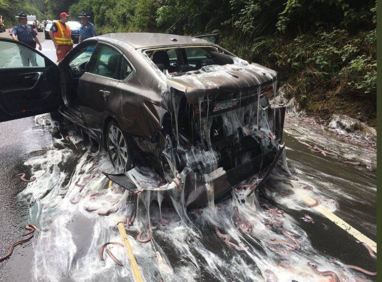 ewww! kereta dipenuhi belut dan lendir selepas lori terbalik